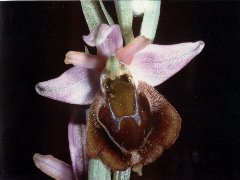 Orchidee in una villa vicino a Piediluco (Terni)